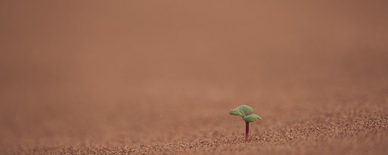 plant, sand, desert-6536297.jpg